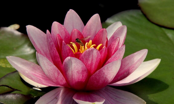 Ни в коем случае не приносите эти цветы домой – они приносят несчастье